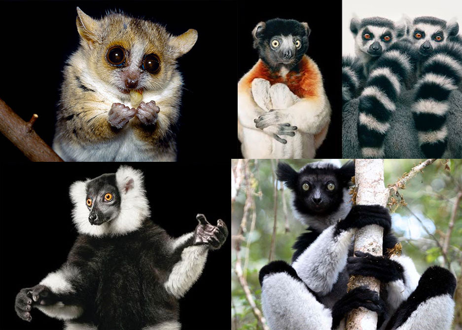 Types Of Lemurs Lemur Facts And Information, 40% OFF