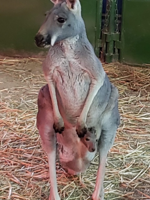 The Kangaroo Birthing Cycle babby farms