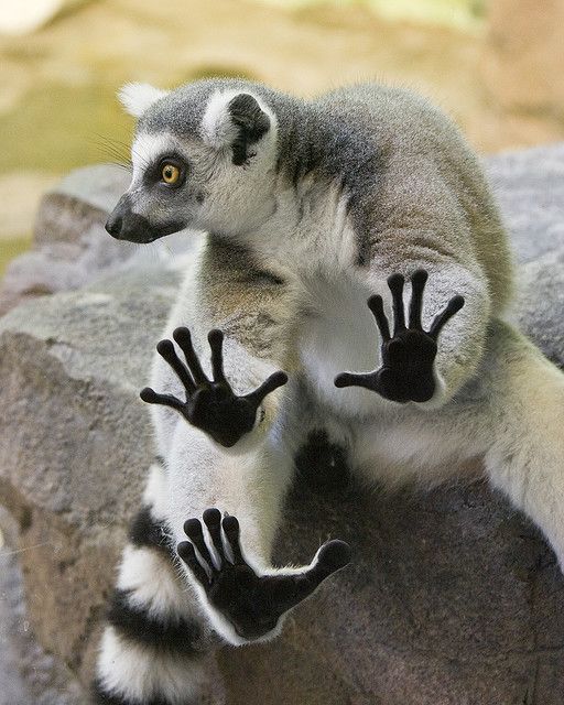 All About Lemurs - babby-farms